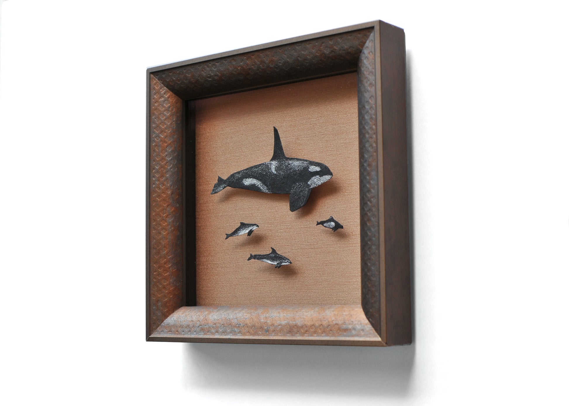 Framed drawings of dolphins and porpoises in shadowbox