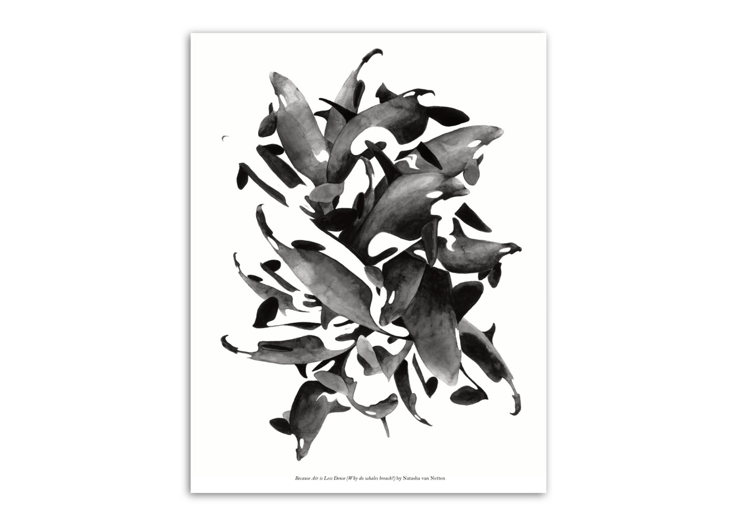 8.5"x11" Orca Breaching