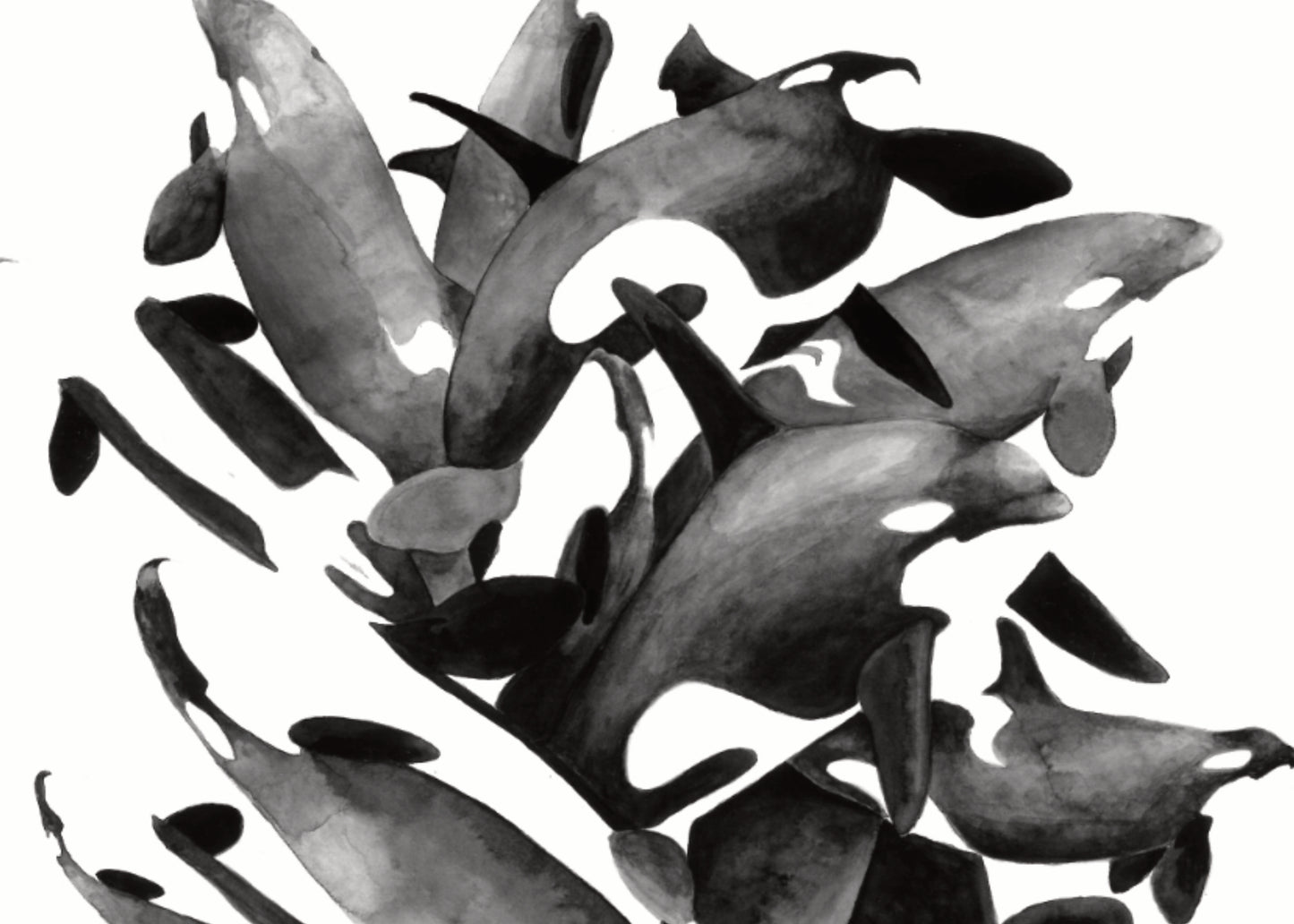 8.5"x11" Orca Breaching