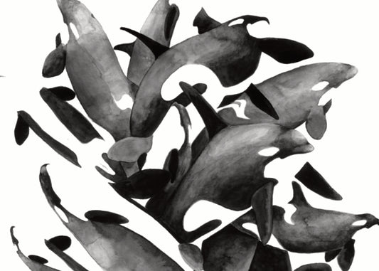 8.5"x11" Orca Breaching