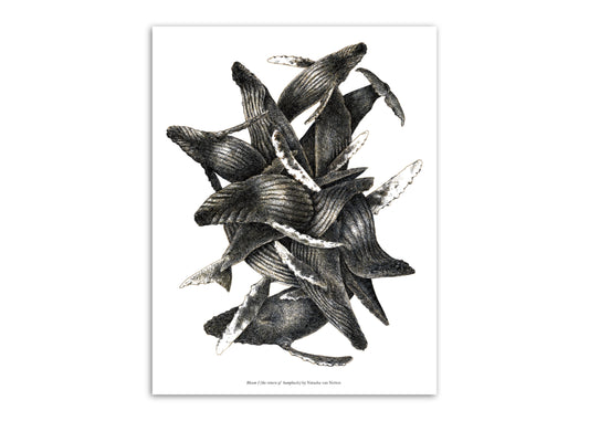 8.5"x11" Humpback Tangle