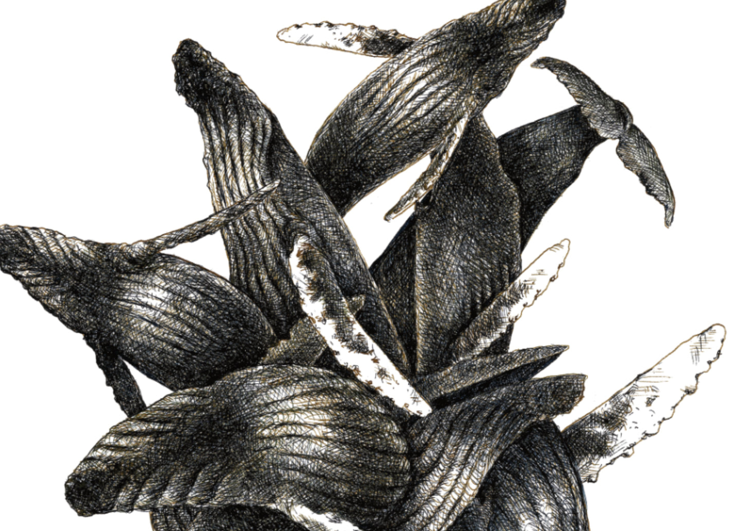 8.5"x11" Humpback Tangle