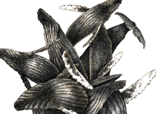 8.5"x11" Humpback Tangle