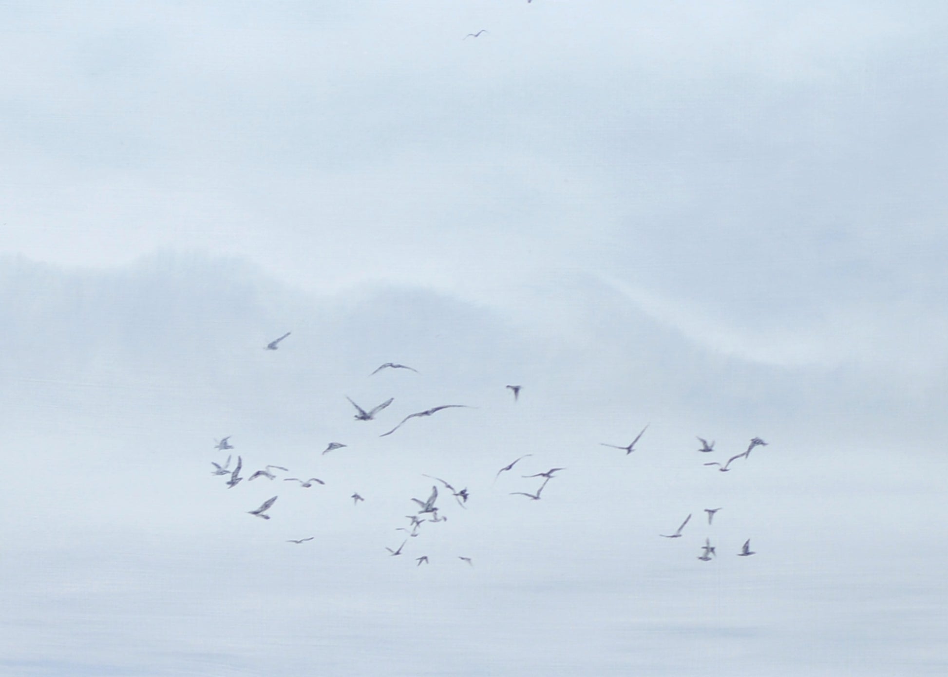 Framed oil painting of seabirds by Natasha van Netten