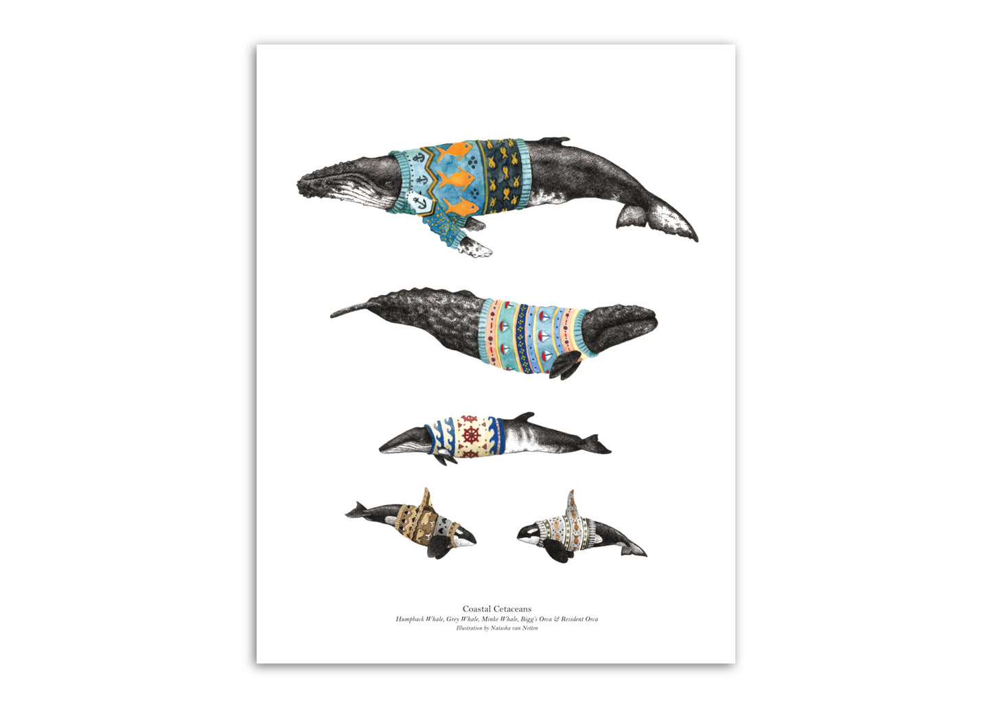 8.5"x11" Coastal Cetaceans
