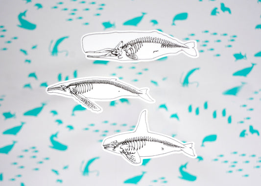 Whale Stickers - Set of Three X-Ray