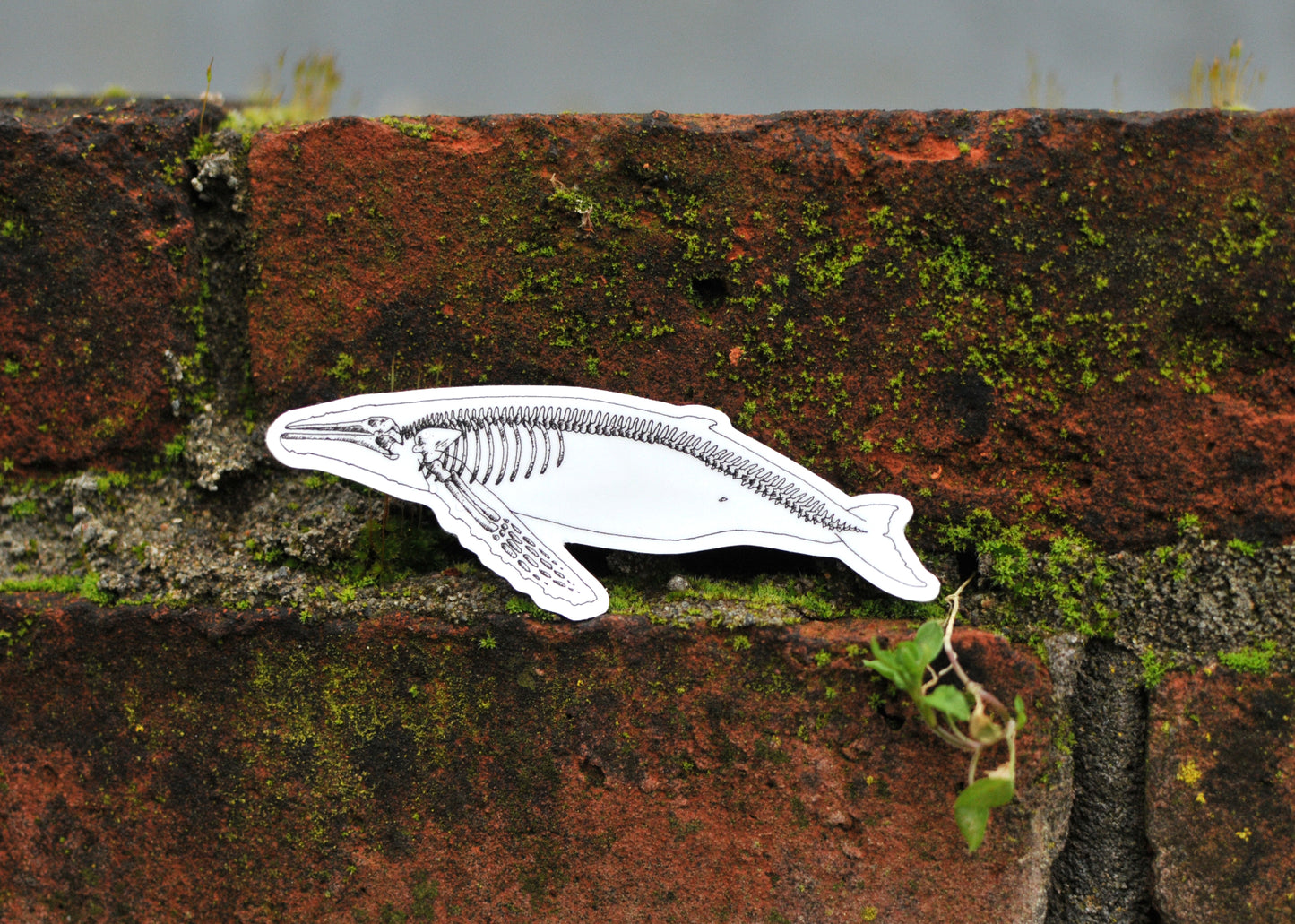 Humpback X-Ray Sticker