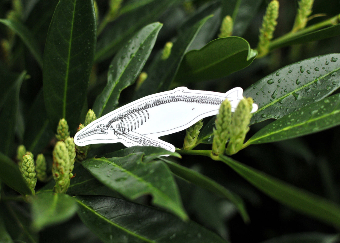 Humpback X-Ray Sticker