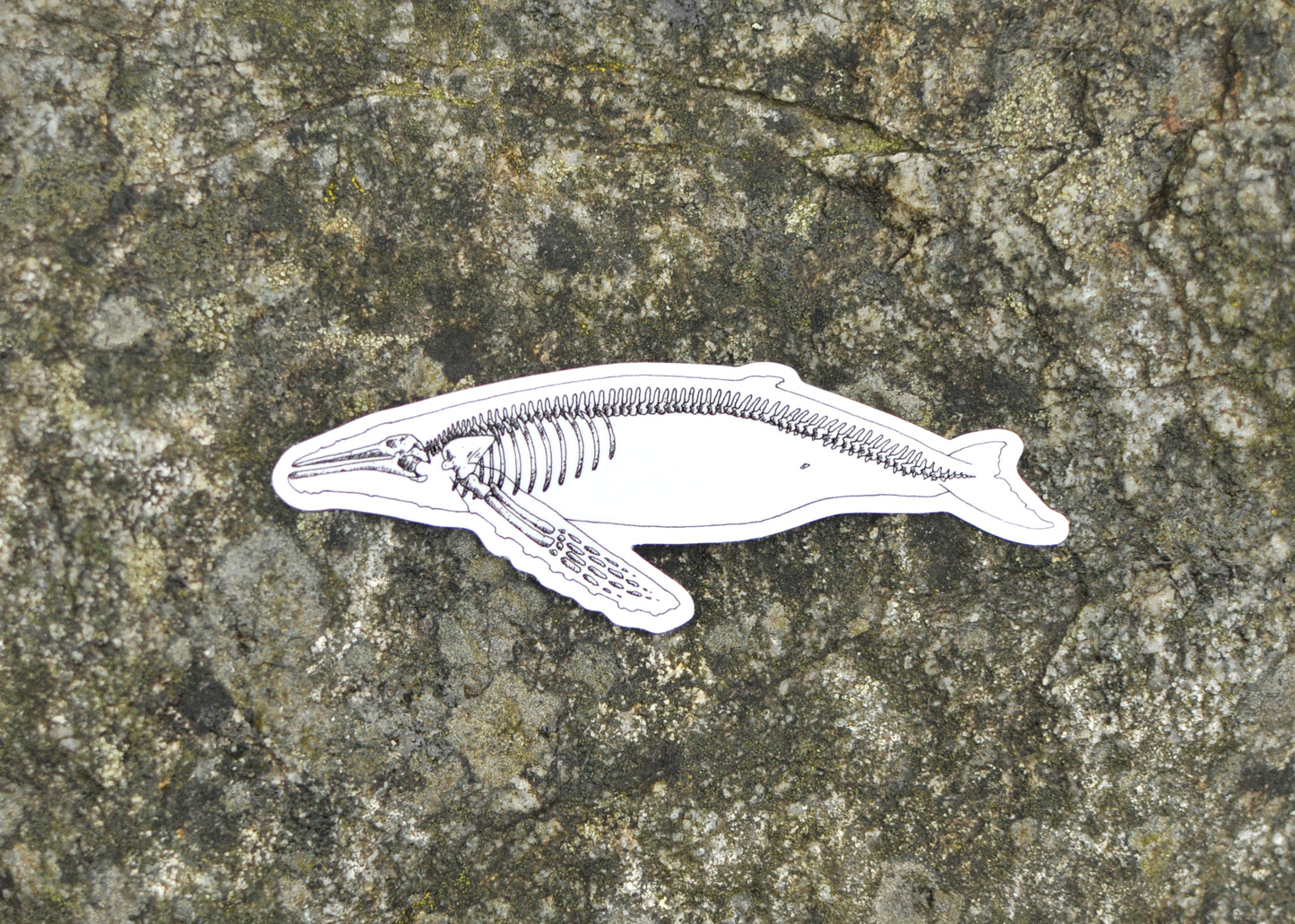 Humpback X-Ray Sticker
