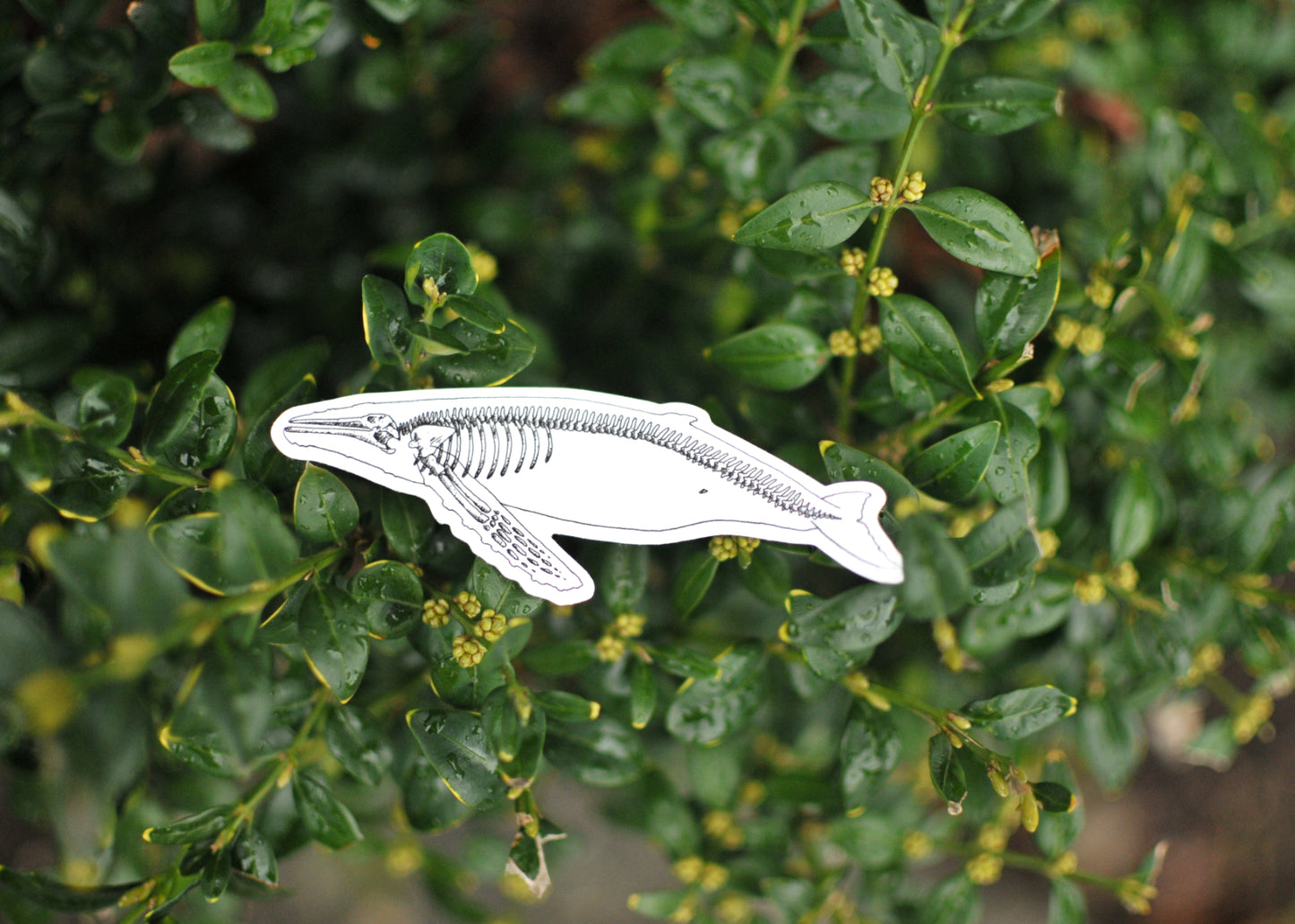 Humpback X-Ray Sticker