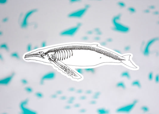 Humpback X-Ray Sticker