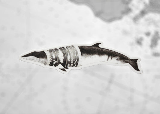 Sweater Weather Minke Whale sticker