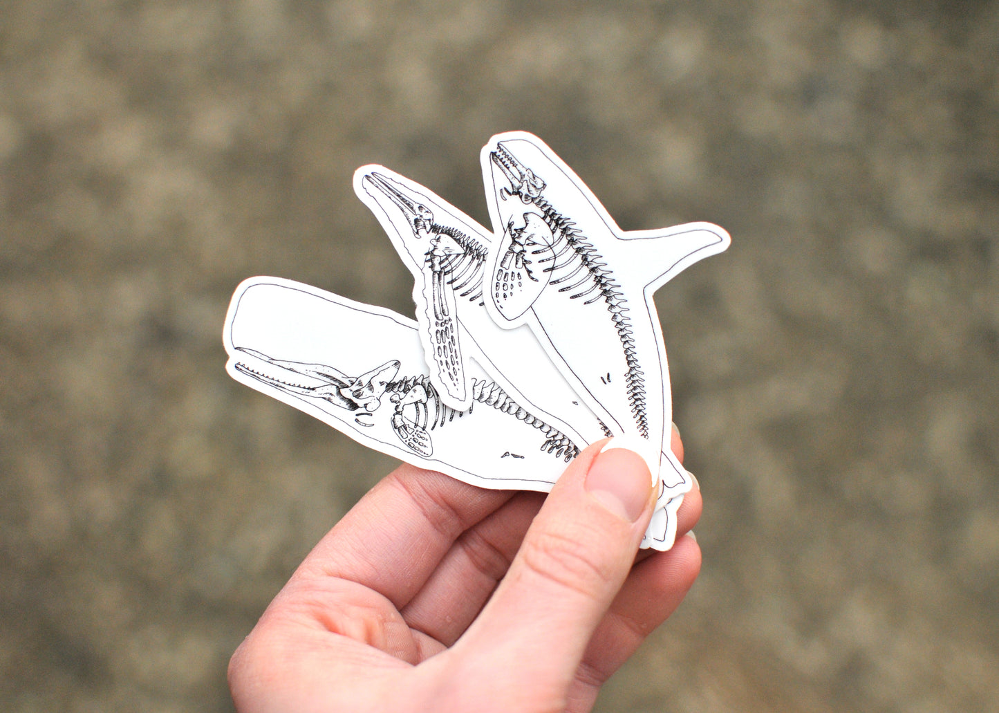 Whale Stickers - Set of Three X-Ray