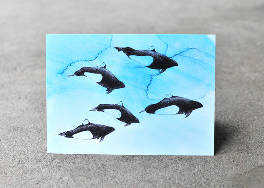 Dall's Porpoise Greeting Card - Ocean Series