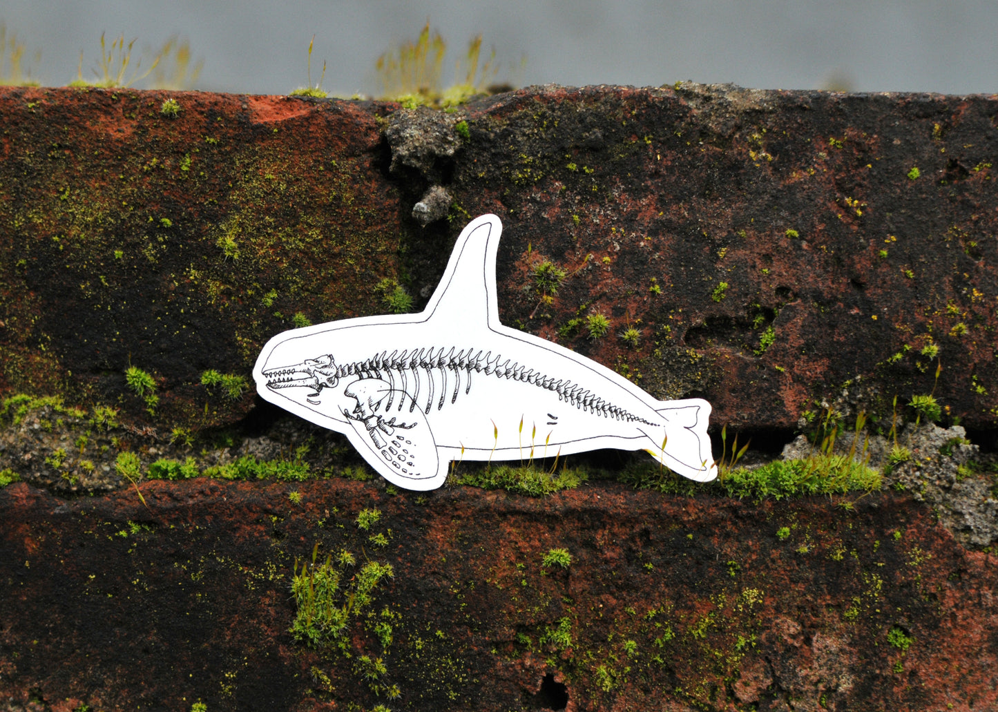 Orca X-Ray Sticker