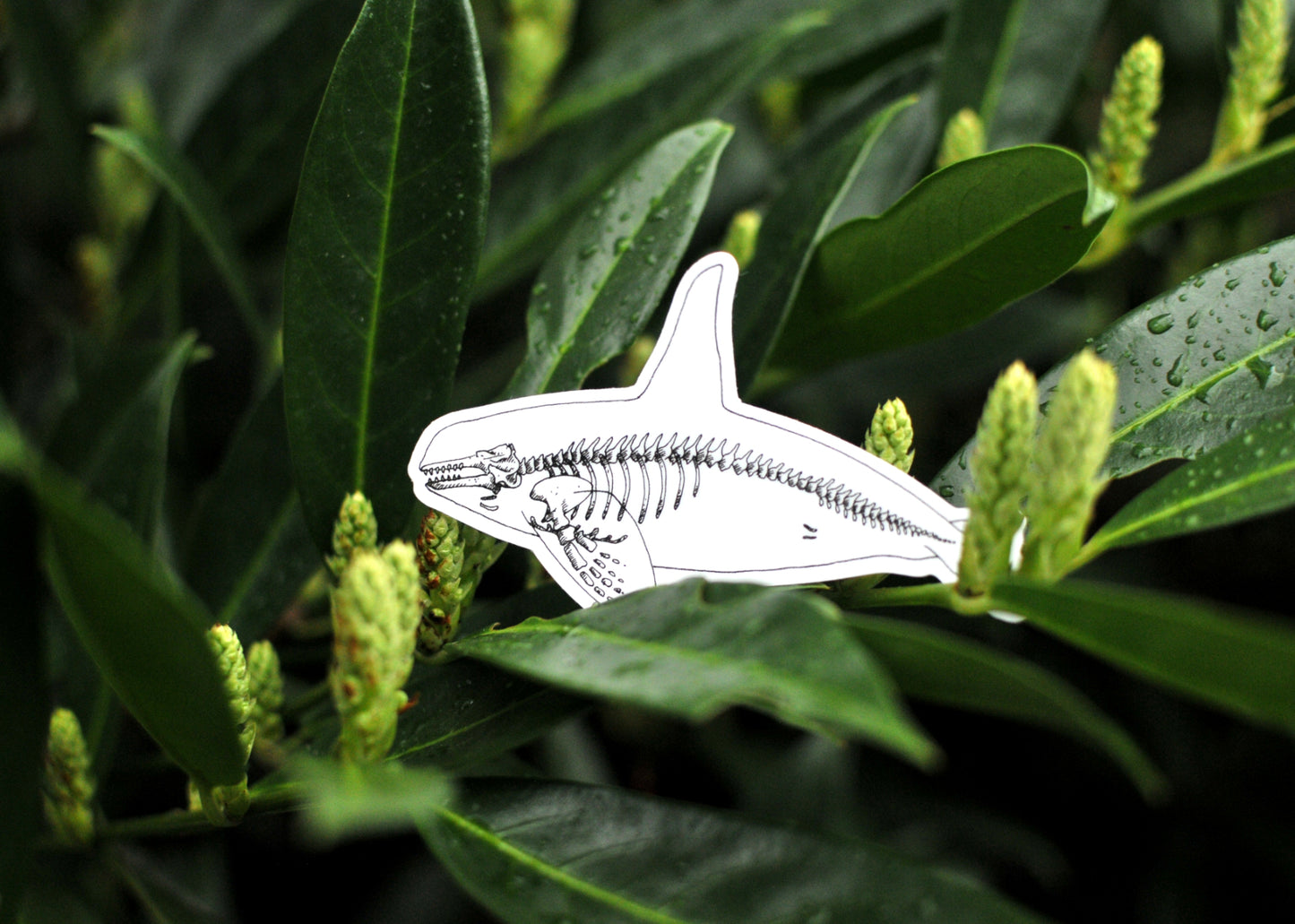 Orca X-Ray Sticker