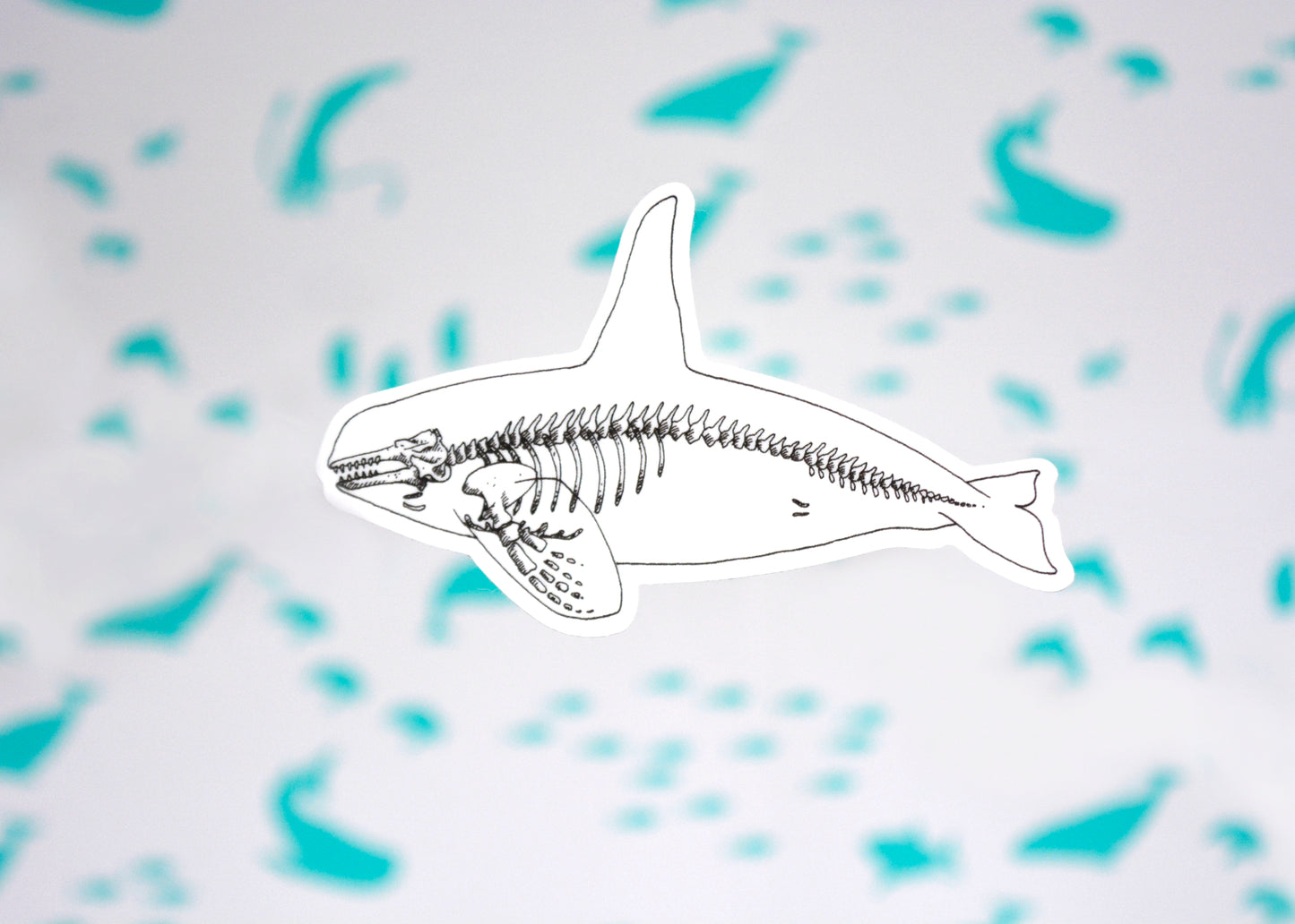 Orca X-Ray Sticker