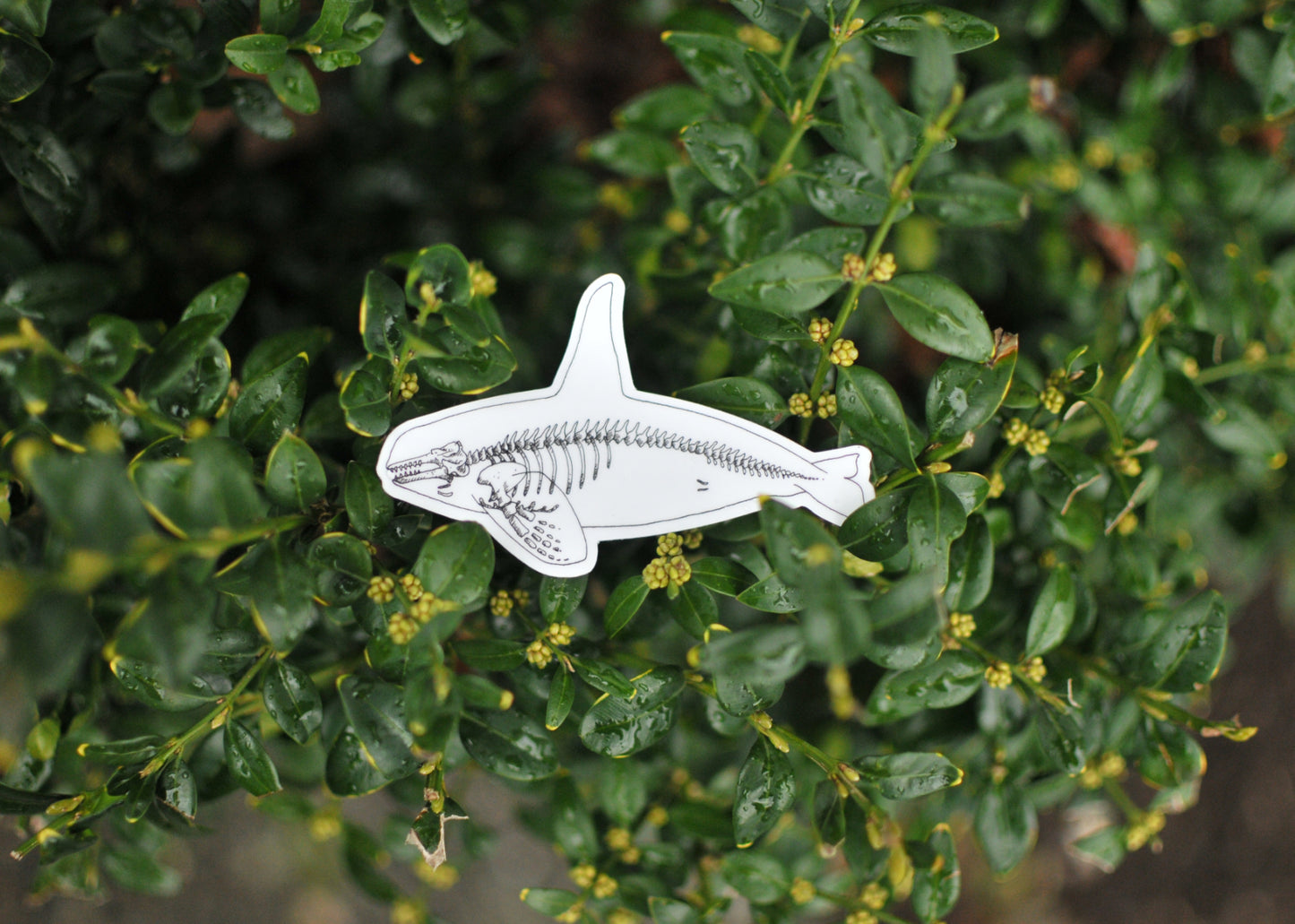 Orca X-Ray Sticker