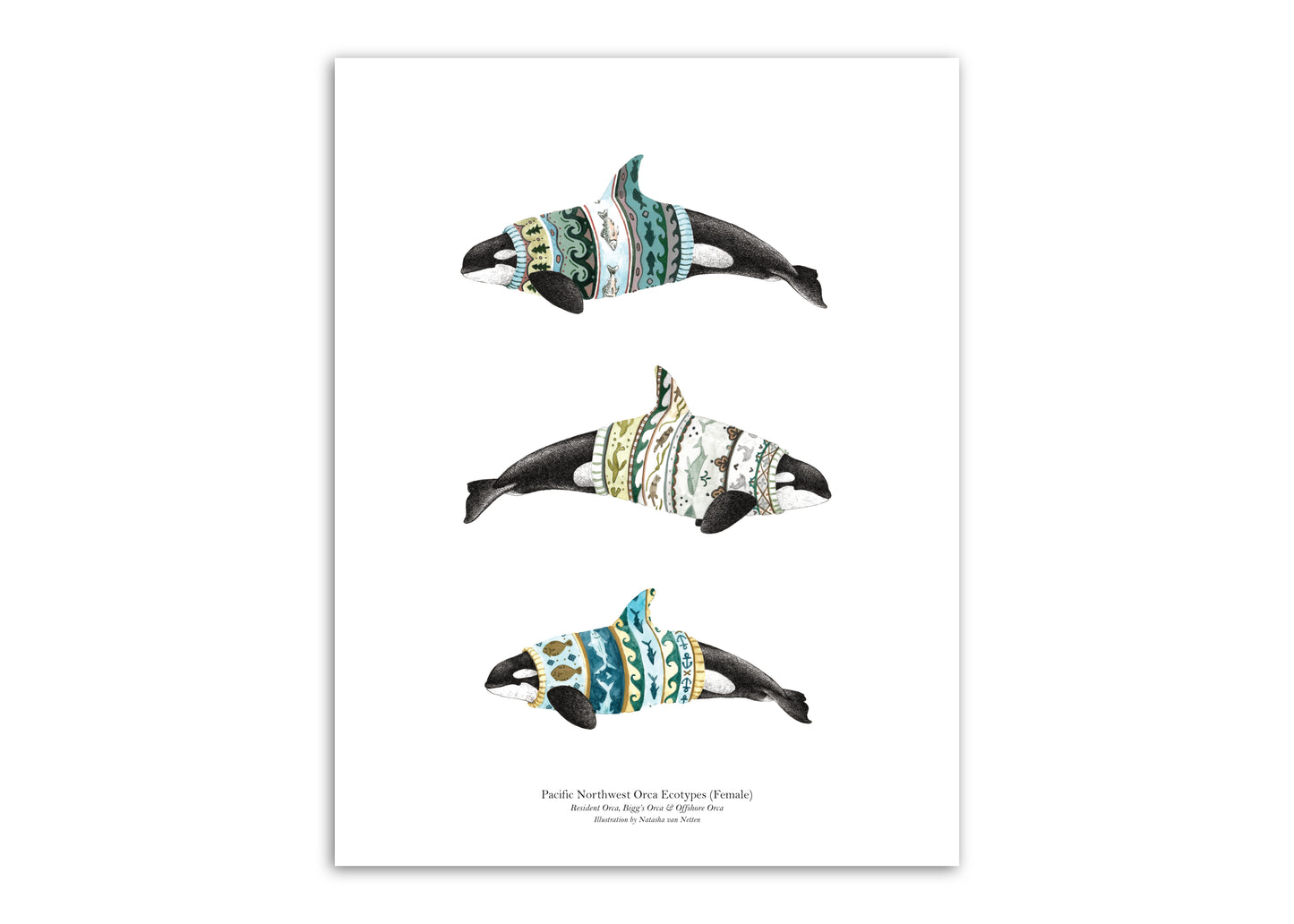 8.5"x11" Orca Ecotypes (Female)