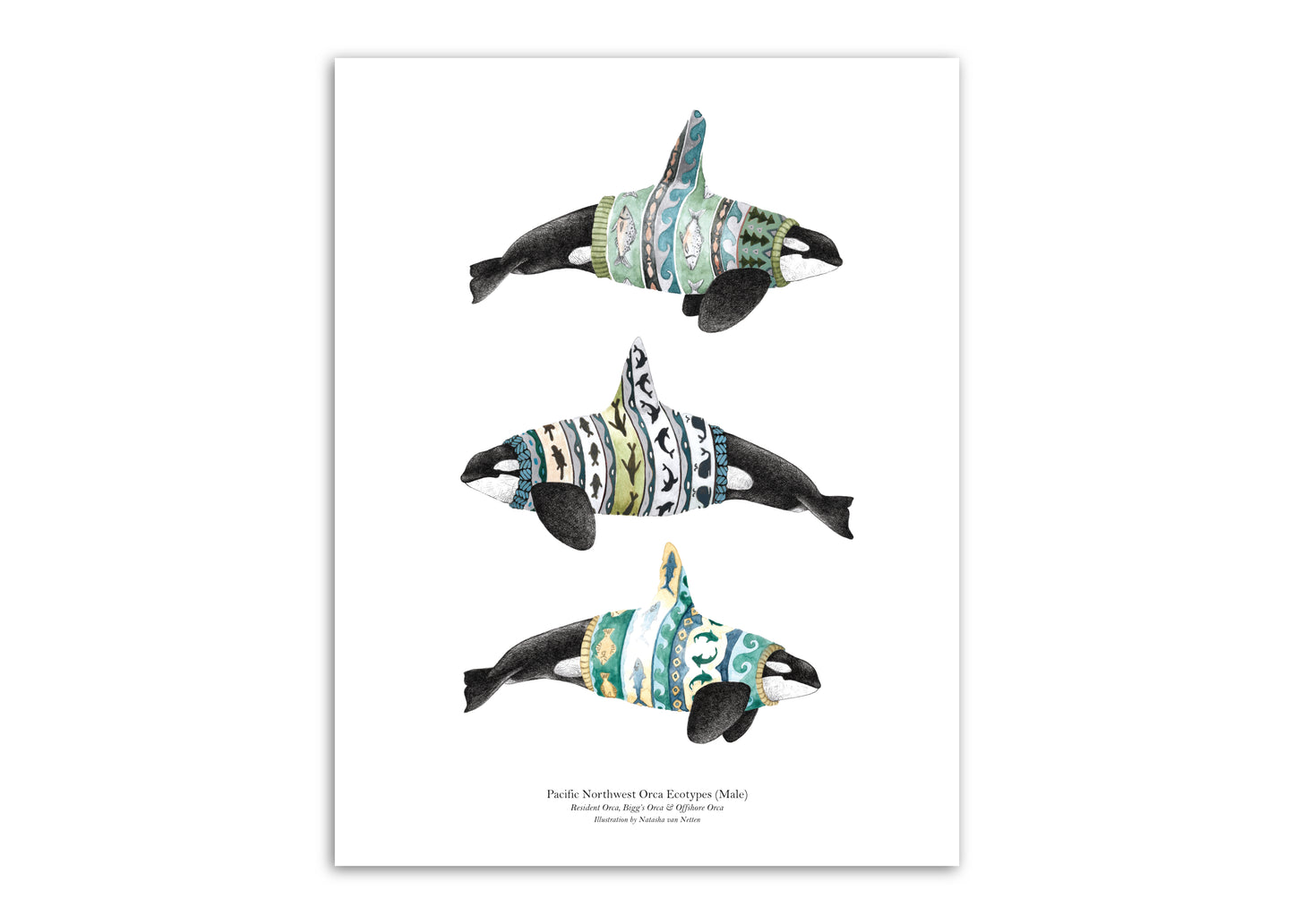 8.5"x11" Orca Ecotypes (Male)