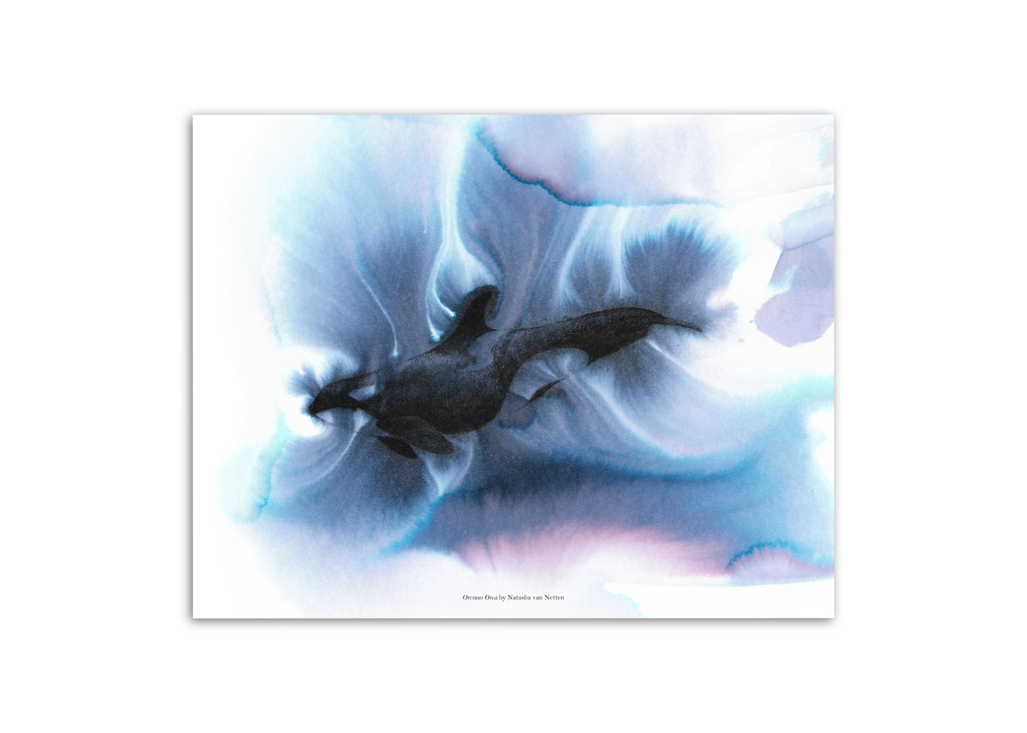 11"x14" Fluid Orca