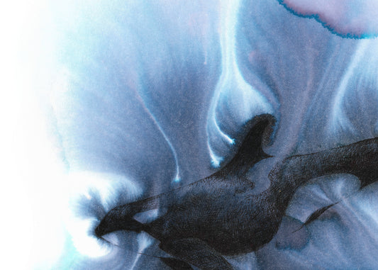 11"x14" Fluid Orca