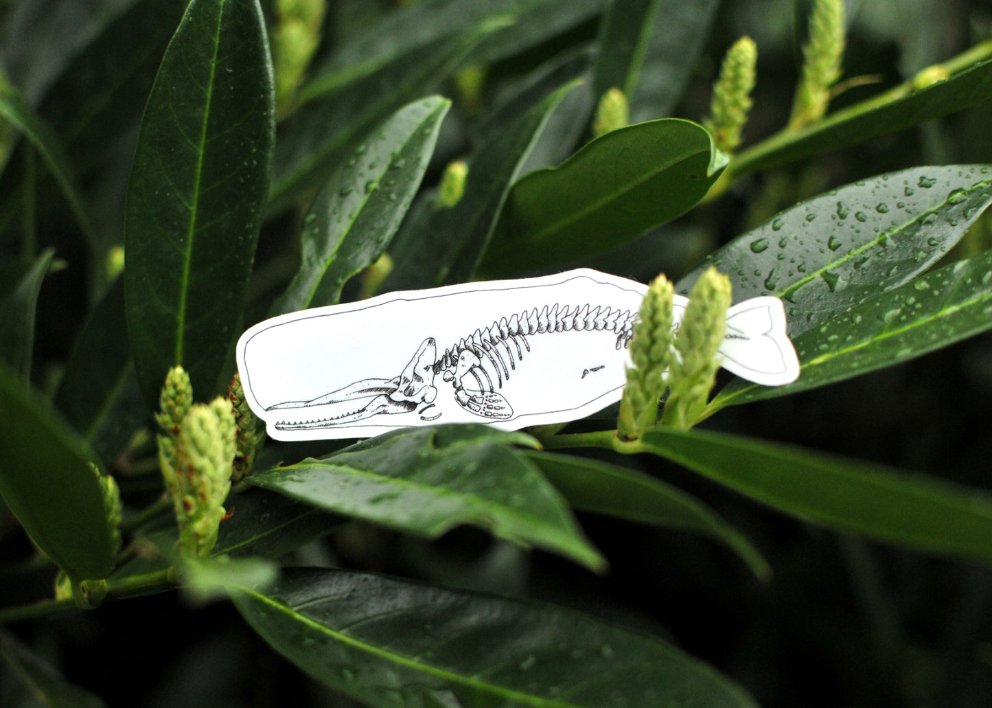 X-Ray Sperm Whale Sticker