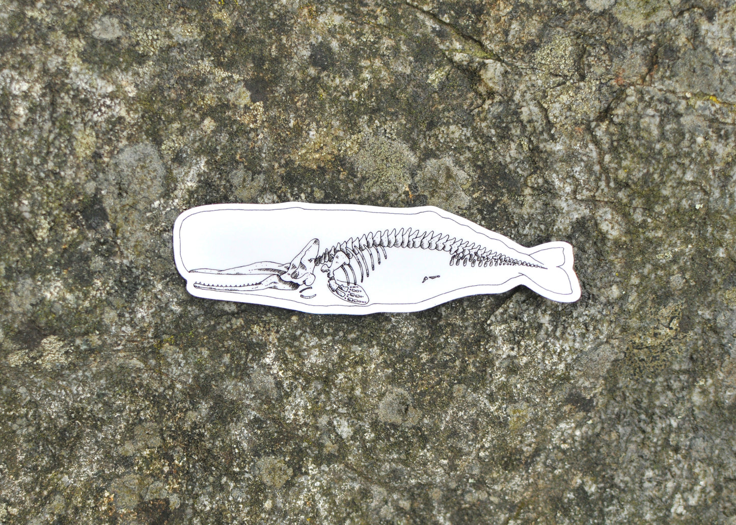 X-Ray Sperm Whale Sticker