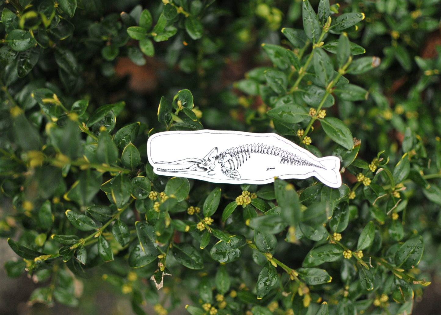 X-Ray Sperm Whale Sticker