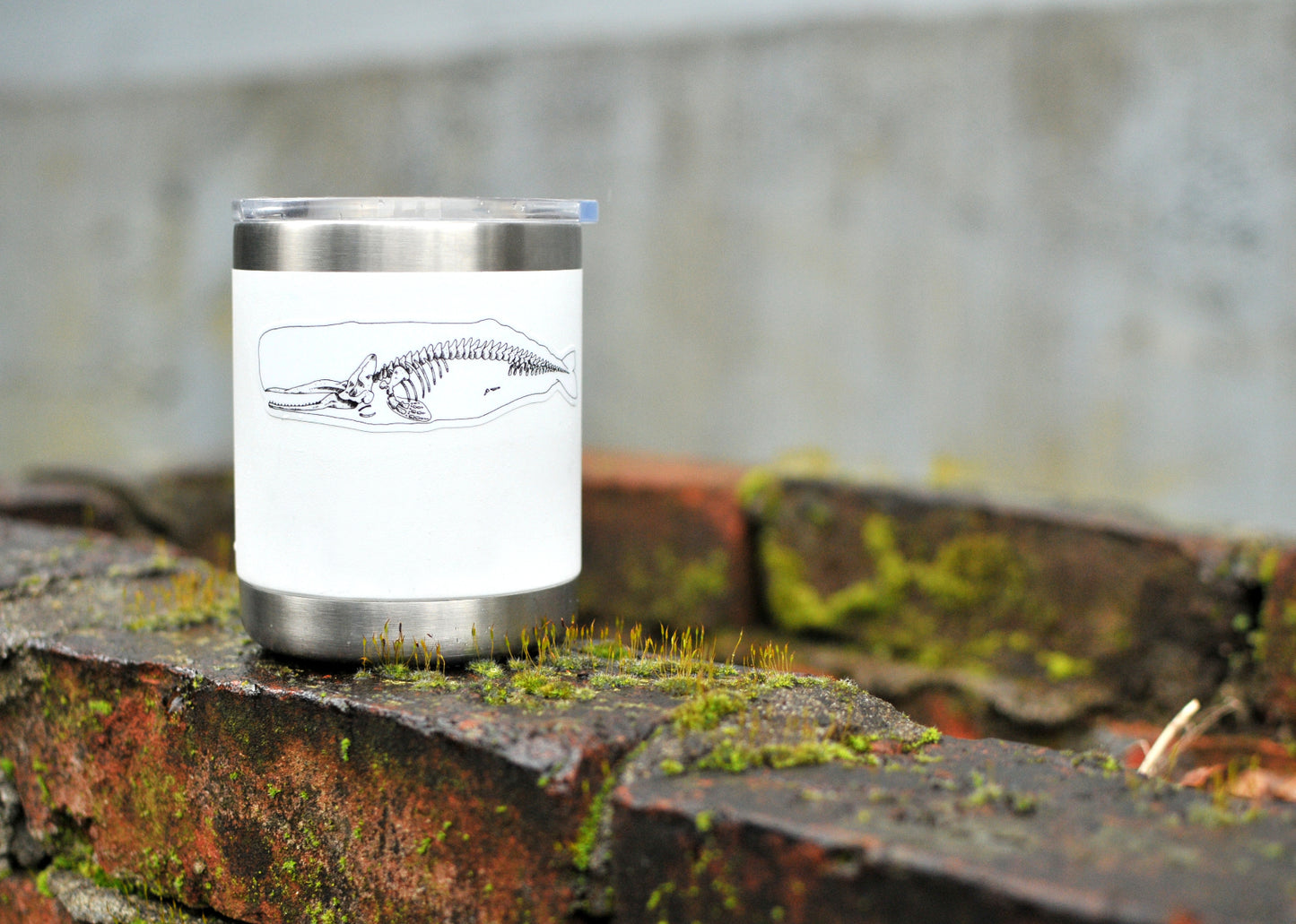 X-Ray Sperm Whale Sticker