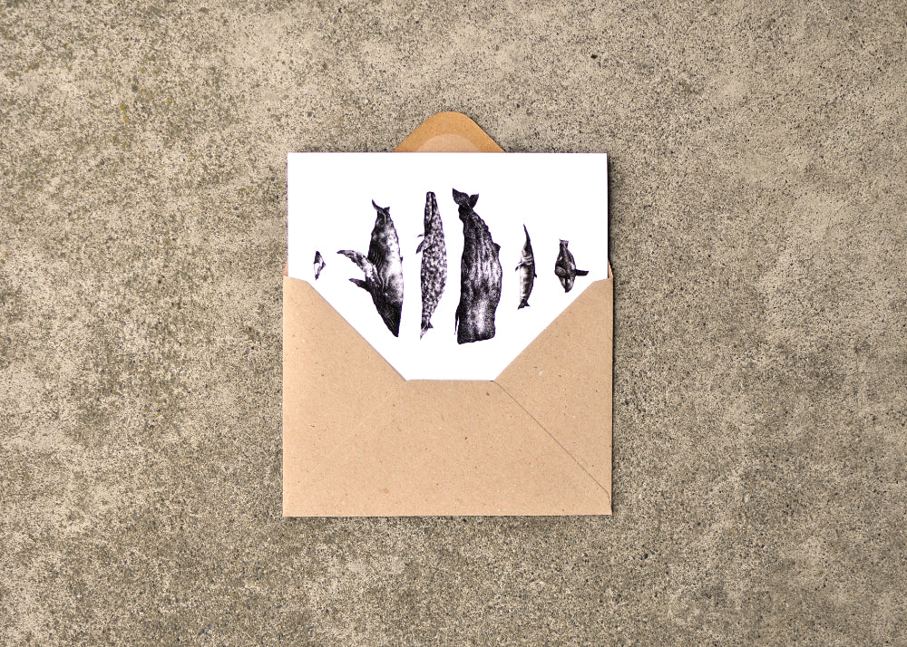 Ink drawings of six whale species found on the west coast of North America. Card is part way in an envelope.