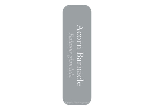 Ocean Bookmark - Barnacle