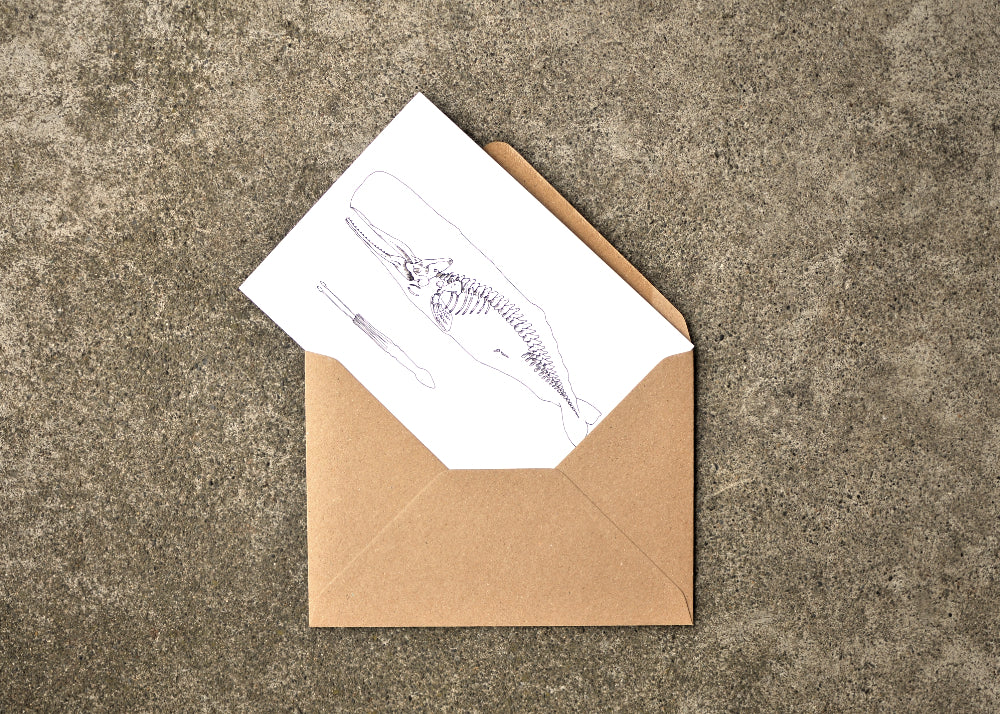 X-Ray Sperm Whale & Squid Greeting Card