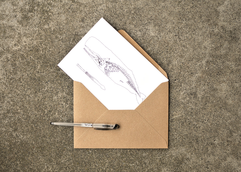 X-Ray Sperm Whale & Squid Greeting Card