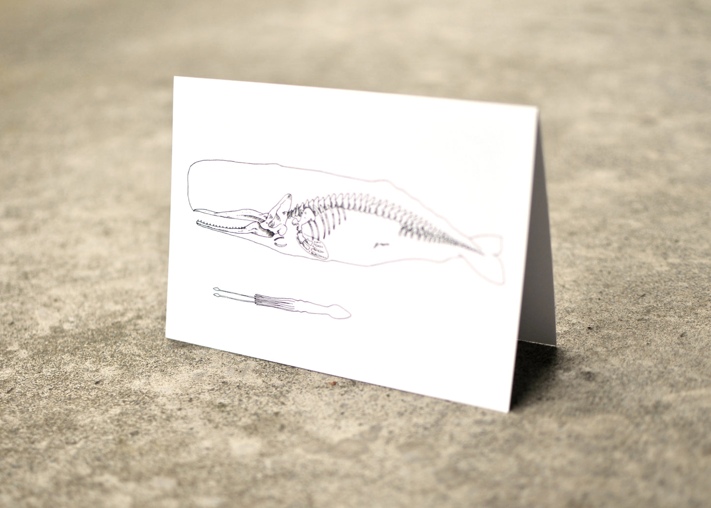 X-Ray Sperm Whale & Squid Greeting Card