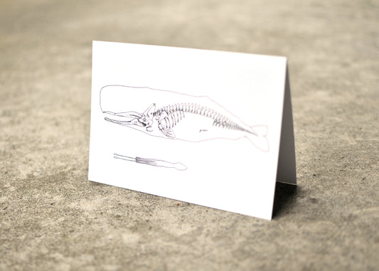 X-Ray Sperm Whale & Squid Greeting Card