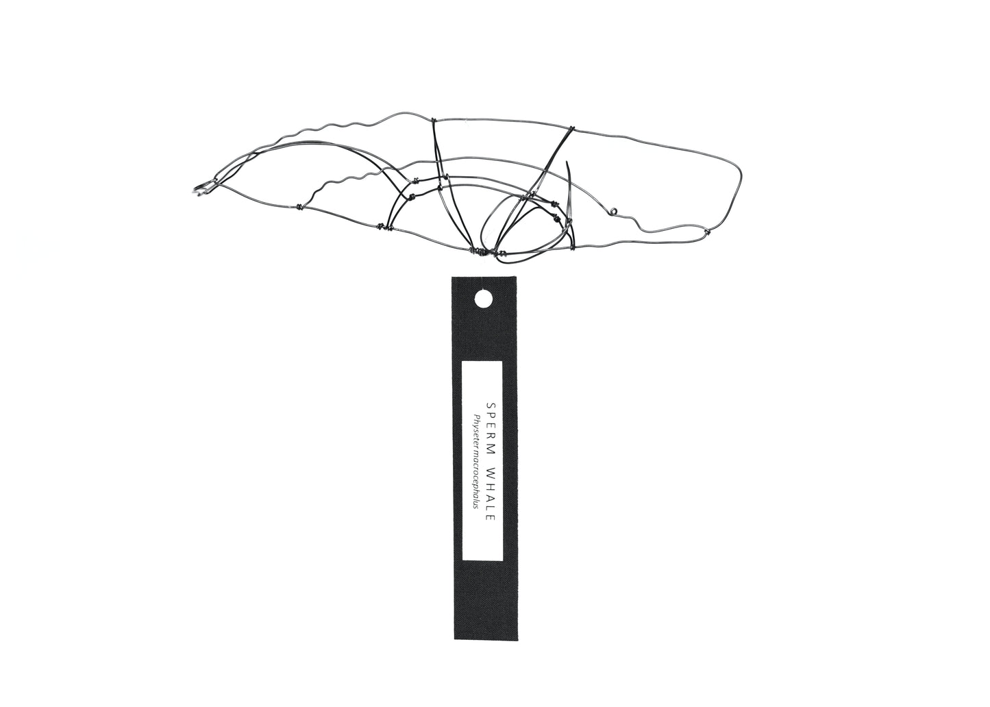 Photo of a 3D wire sperm whale sculpture. Info tag hanging from the bottom.