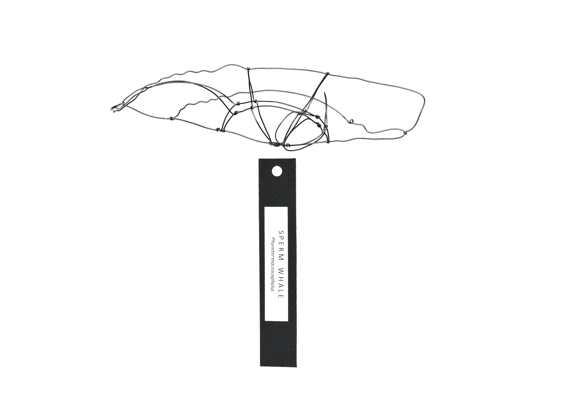 Photo of a 3D wire sperm whale sculpture. Info tag hanging from the bottom.