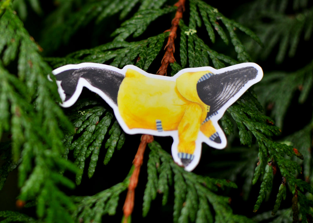 Wet Coast Humpback Whale Sticker