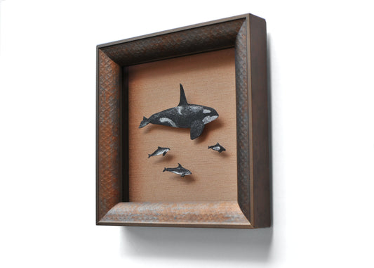 Framed drawings of dolphins and porpoises in shadowbox 