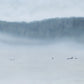 oil painting of orca swimming through fog by Natasha van Netten 