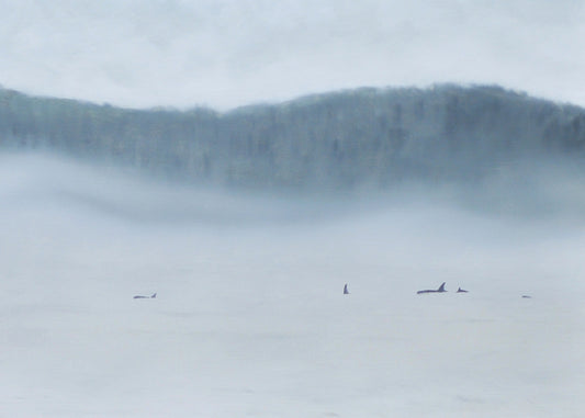 oil painting of orca swimming through fog by Natasha van Netten 