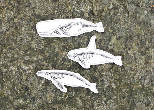 Whale Stickers - Set of Three X-Ray