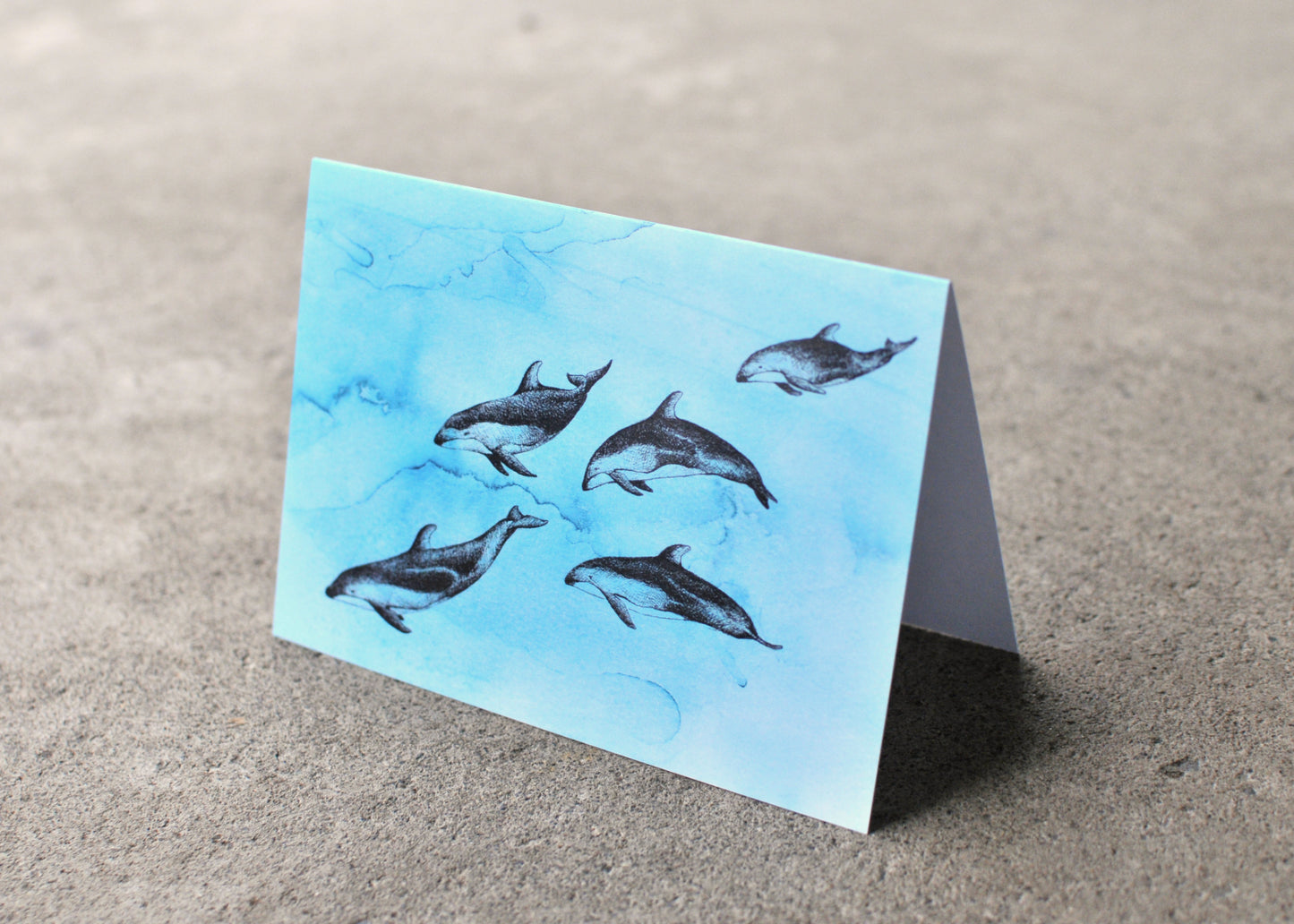 Pacific White-Sided Dolphin - Ocean Series