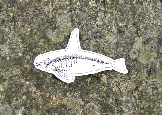 Orca X-Ray Sticker