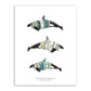 8.5"x11" Orca Ecotypes (Female)