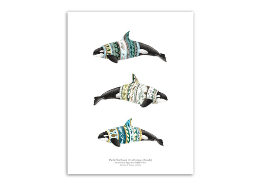 8.5"x11" Orca Ecotypes (Female)