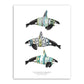 8.5"x11" Orca Ecotypes (Male)