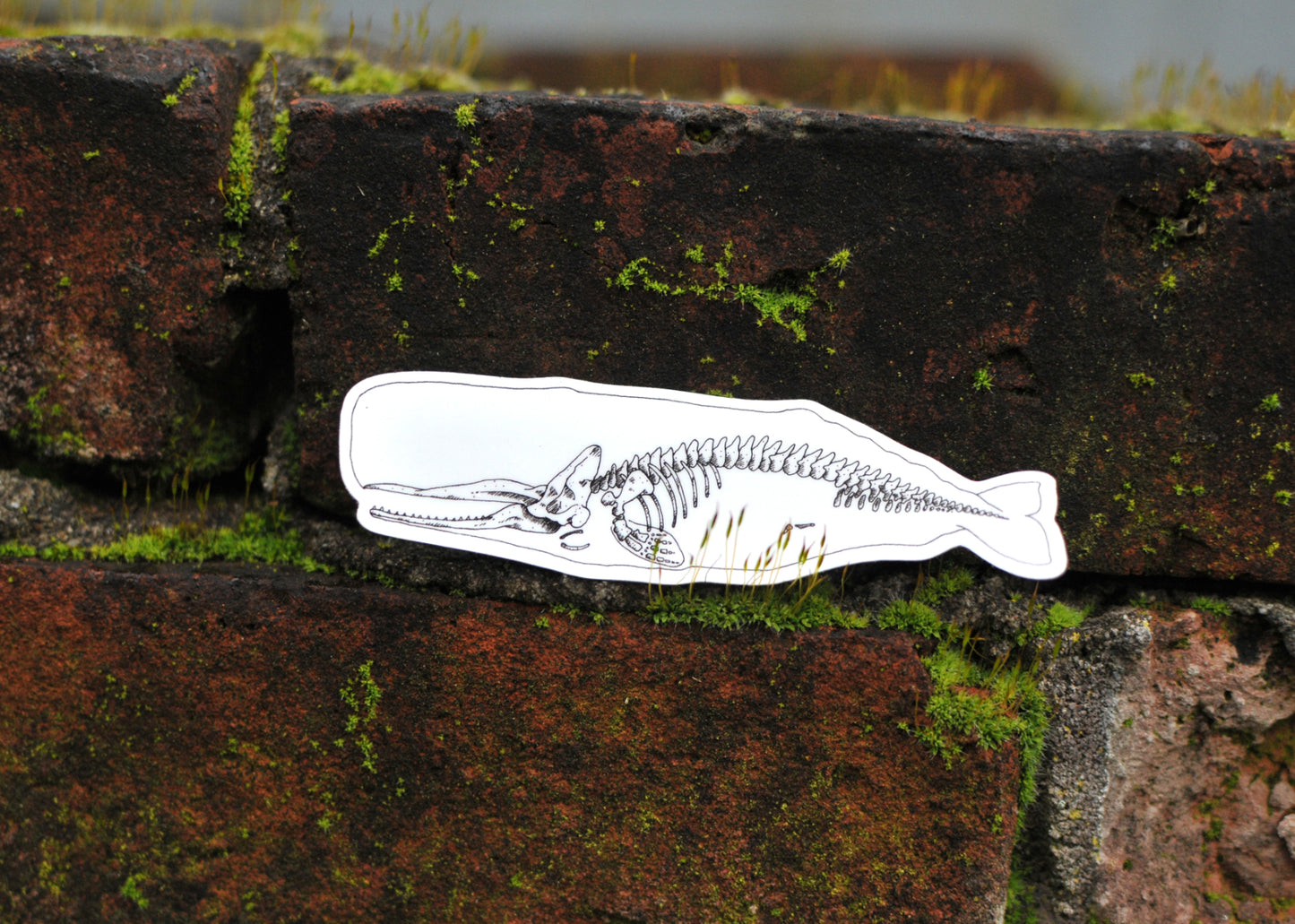 X-Ray Sperm Whale Sticker
