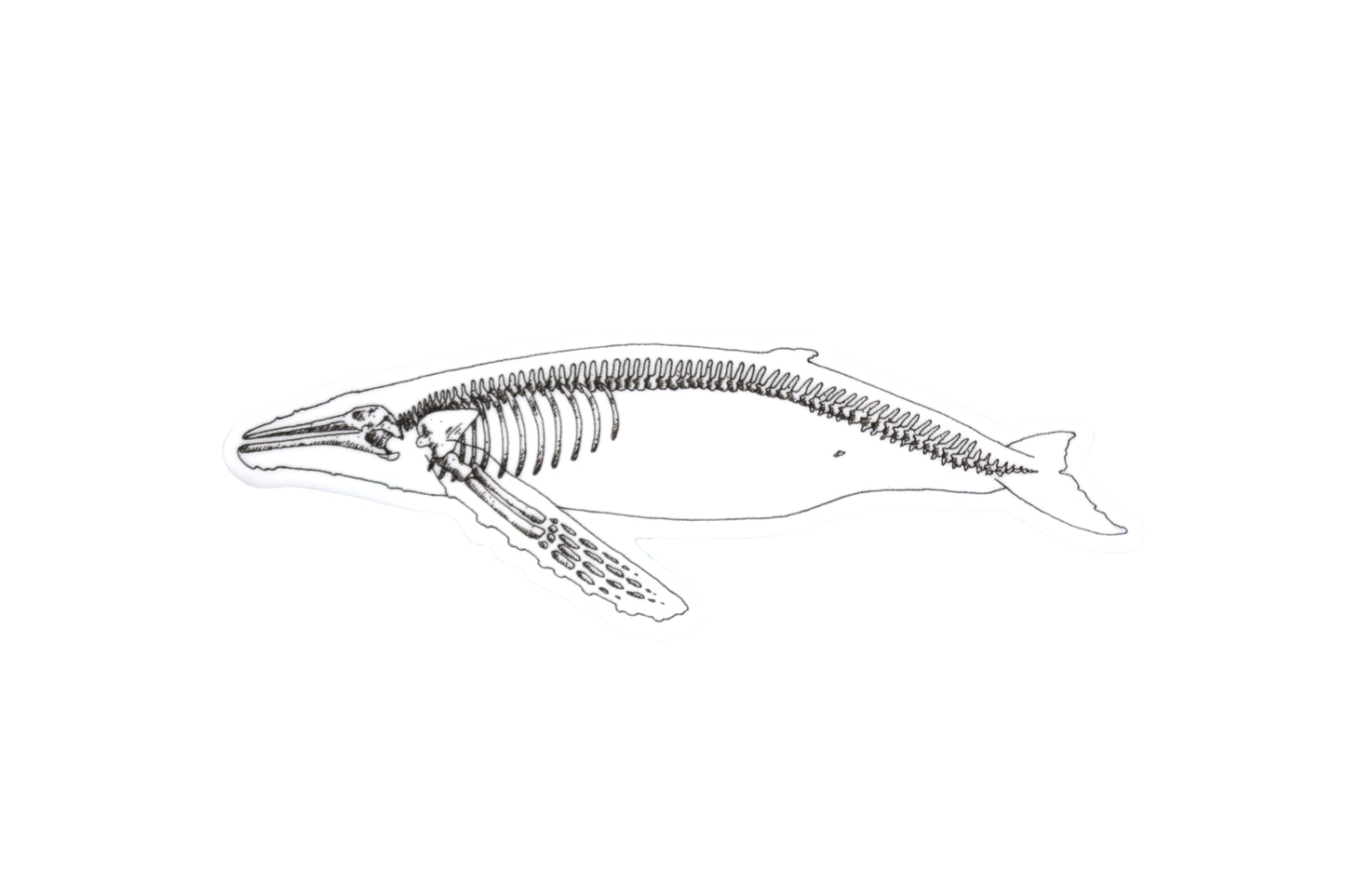 Humpback X-Ray Sticker